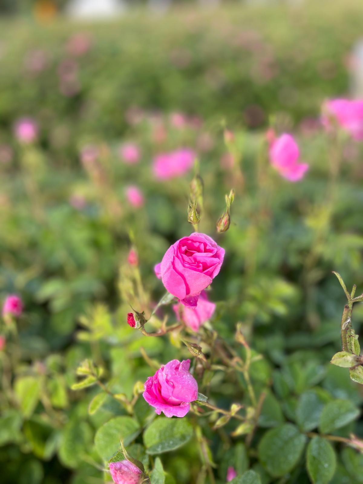Close-up pink Rosa Damascena flower used for rose oil production