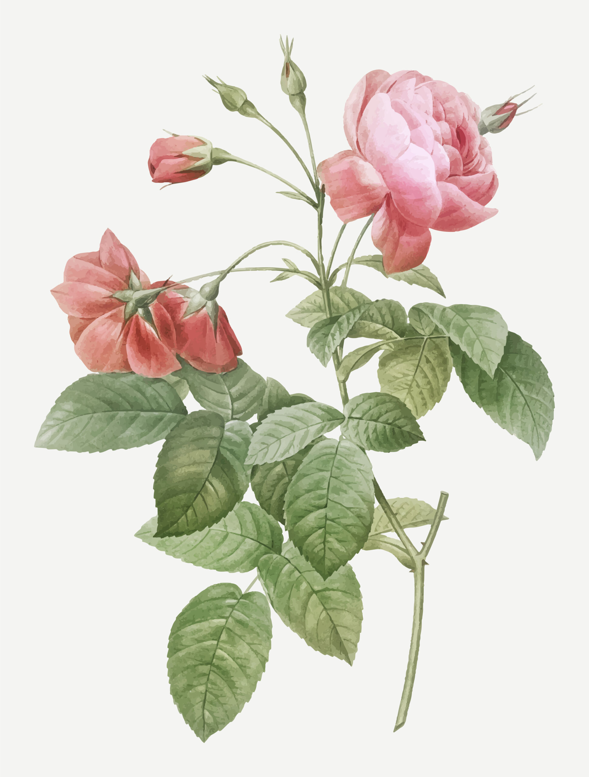 Vintage botanical illustration of Rosa Damascena flower