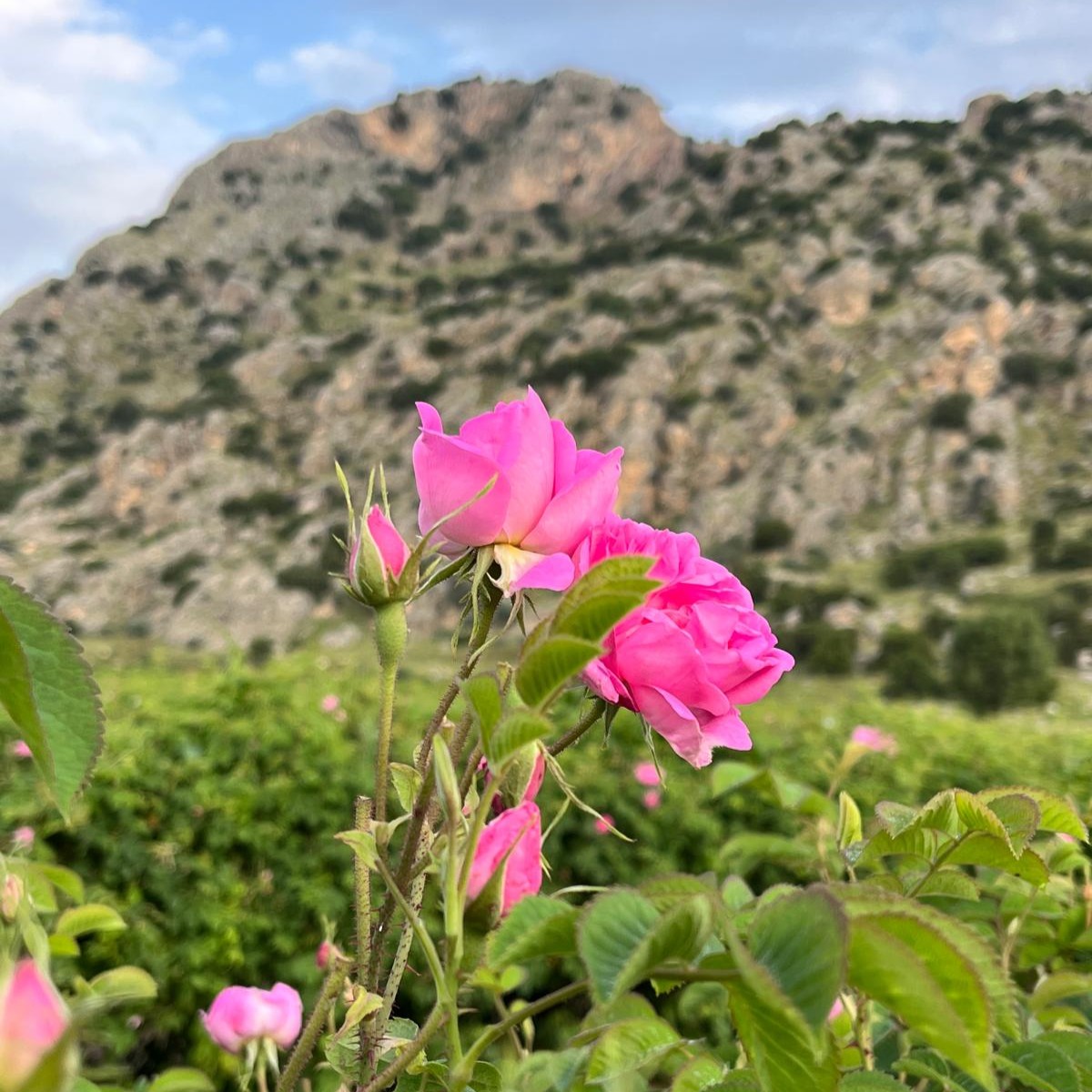 Rosa Damascena flowers with mountain landscape – TheRosa