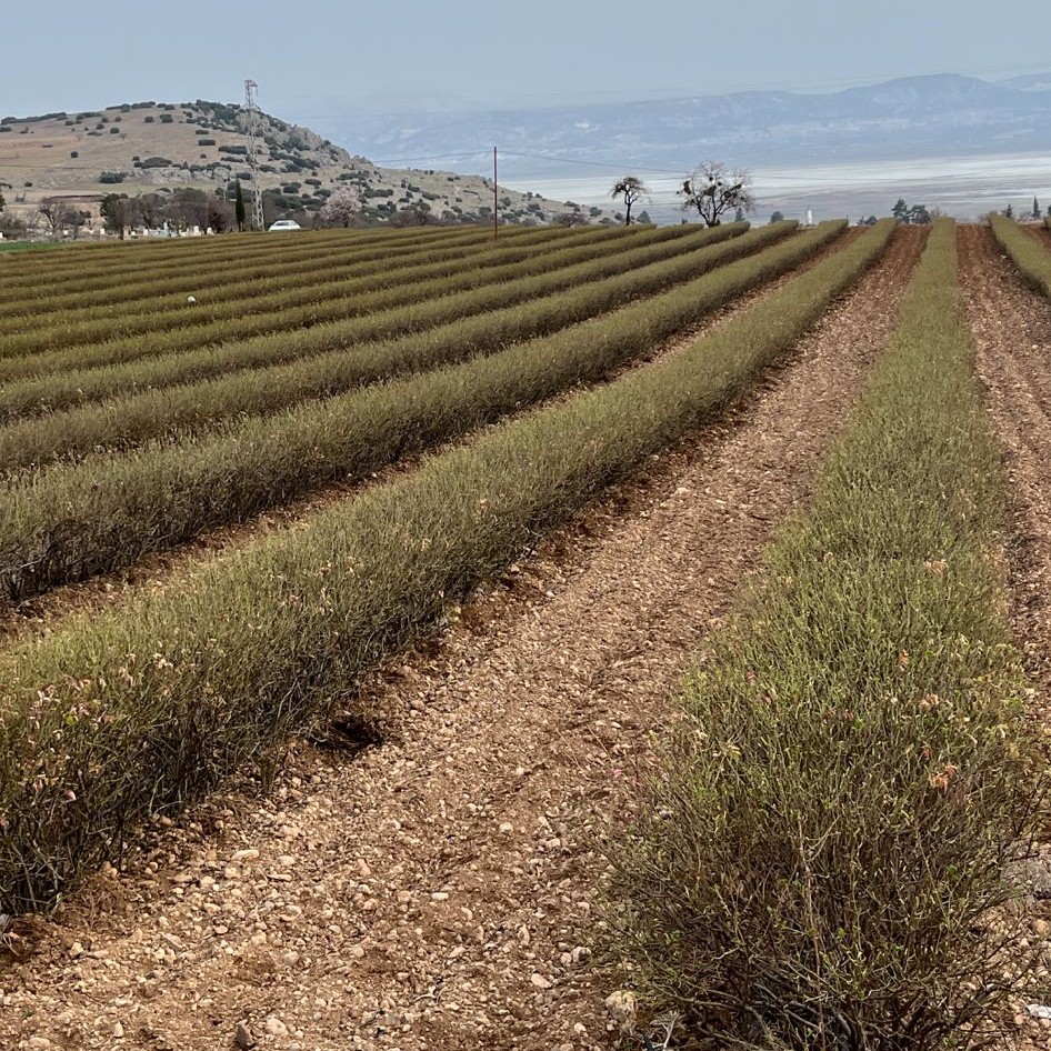 Rose field landscape – TheRosa rose cultivation area