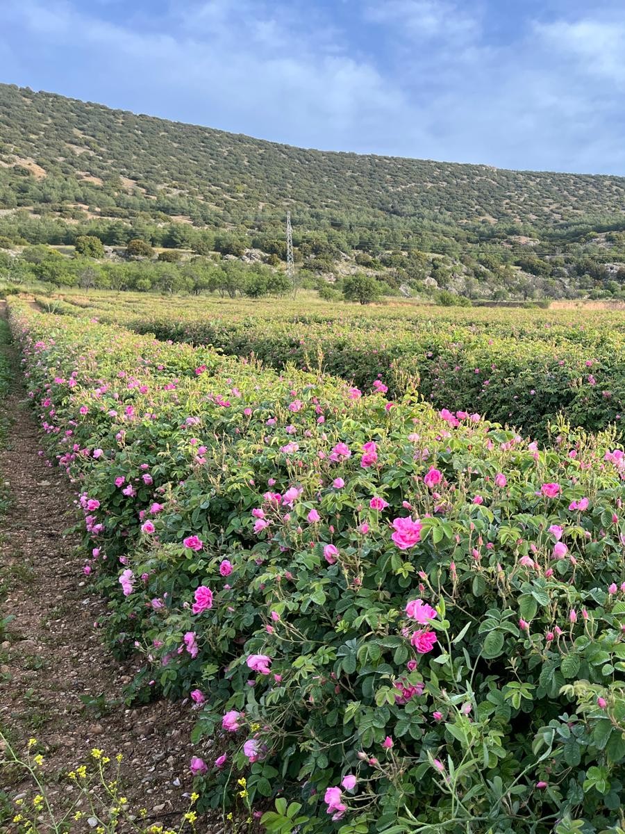 Rose Damascena field in Turkey with mountain view