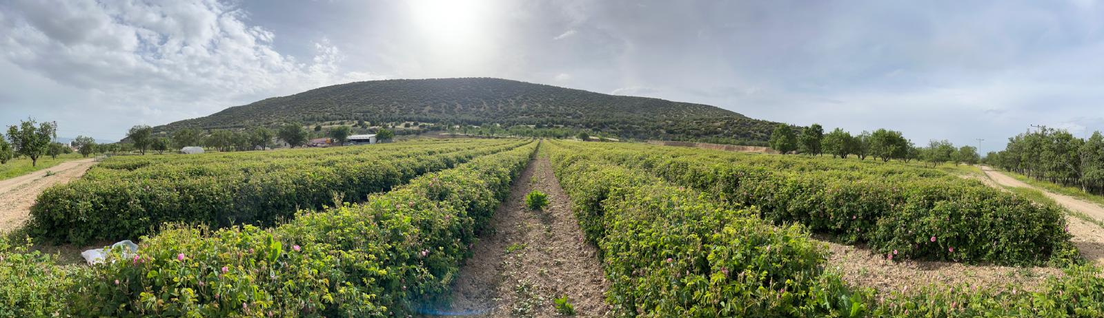 Panoramic view of Rosa Damascena rose fields during harvest season in Turkey
