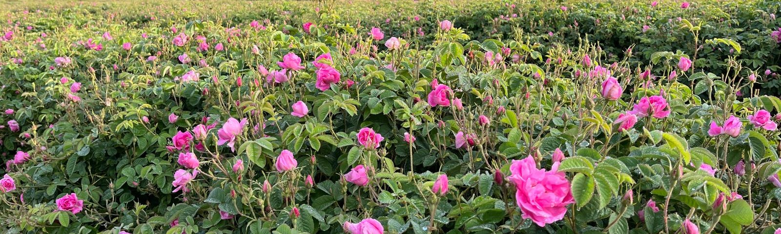 Rosa damascena fields in full bloom with vibrant pink rose flowers during early morning harvest.
