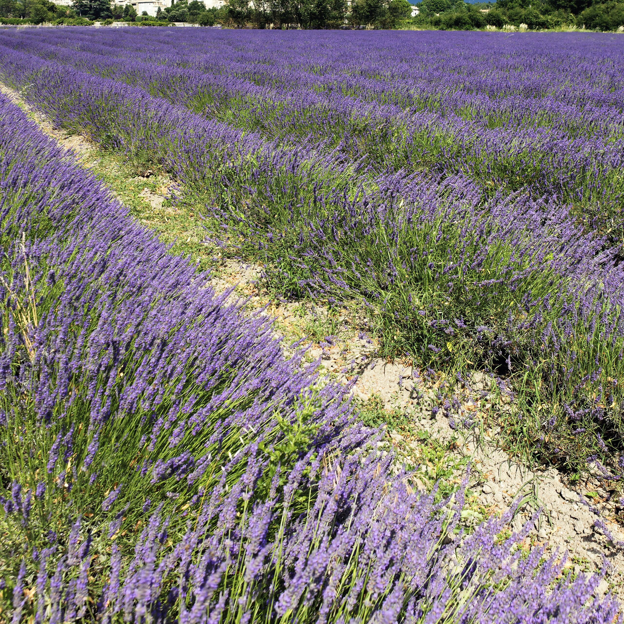Lavender rows in full bloom at a Lavandula Angustifolia field in Turkey