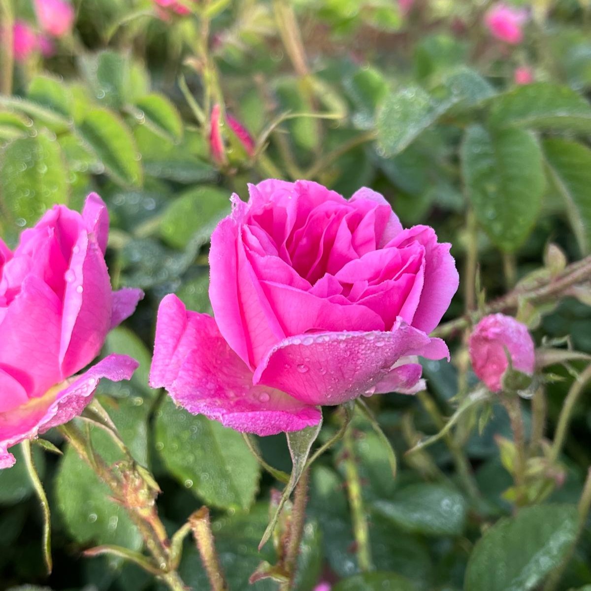 Fresh Rosa Damascena bloom with morning dew in a Turkish rose field