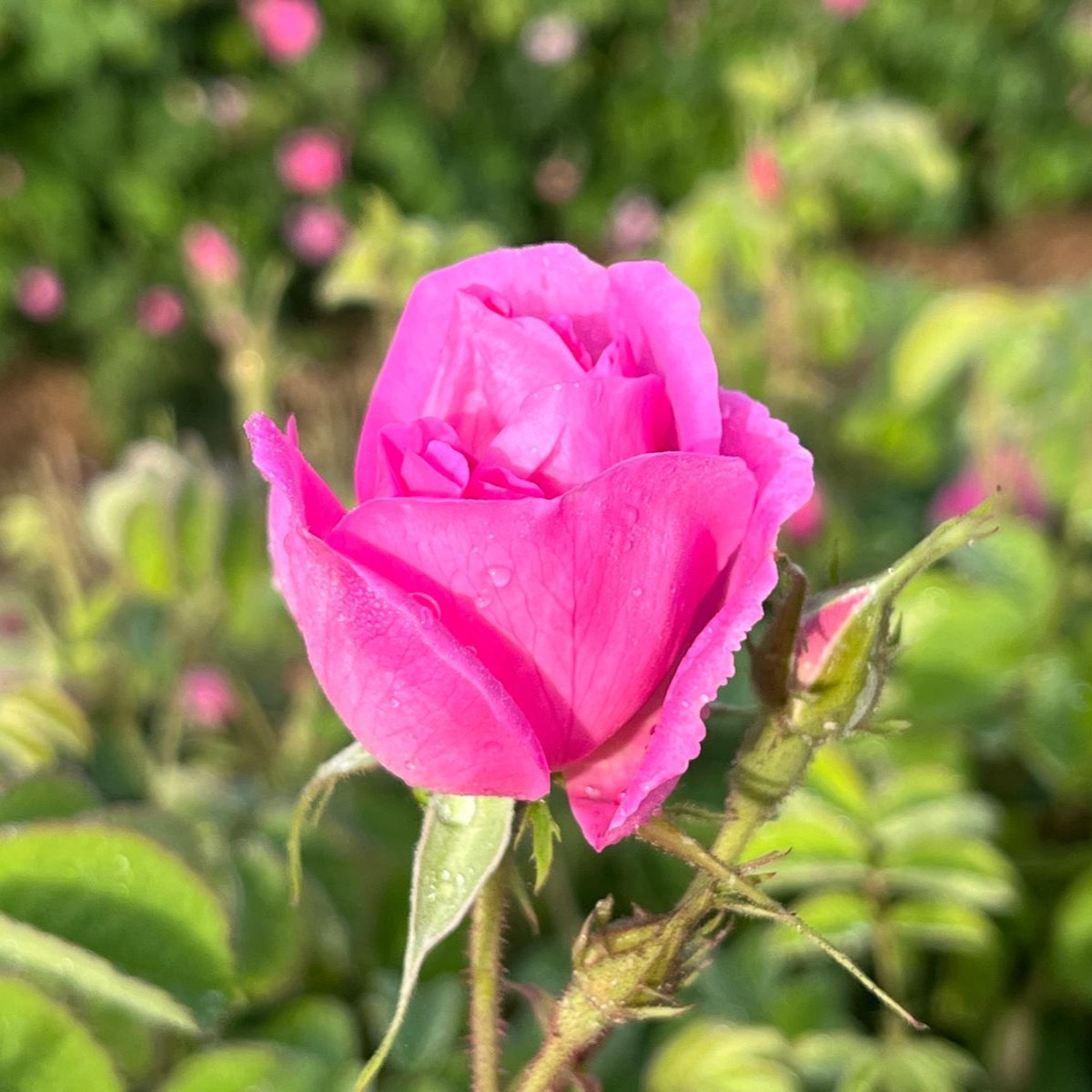 Close-up of a fresh Rosa Damascena pink rosebud with morning dew, captured in a natural rose field.