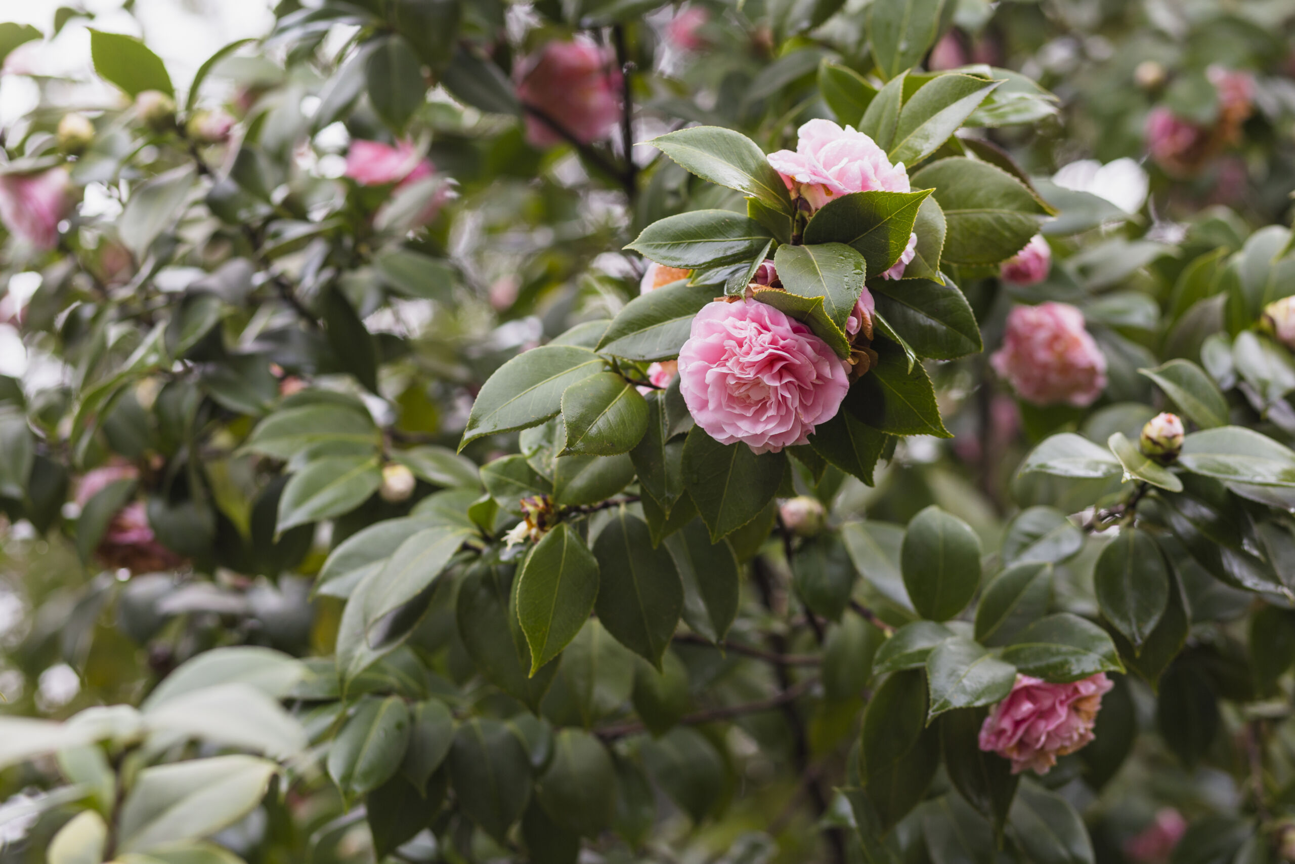 Rosa Damascena garden with blooming pink roses